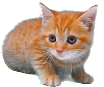 a silly little orange cat